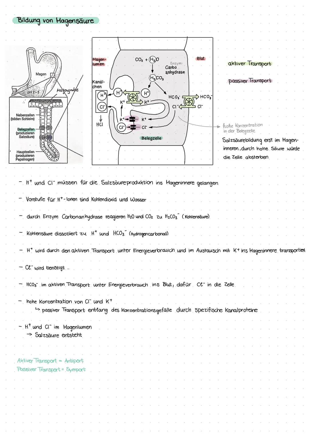 Themen:
- Stoffwechsel
Verdauungstrakt
Mund/Speichel
Speiseröhre
Magen
Enzyme
histologie Verdauungskanal
Ernährungslehre Q1-28 09.2021
Stoff