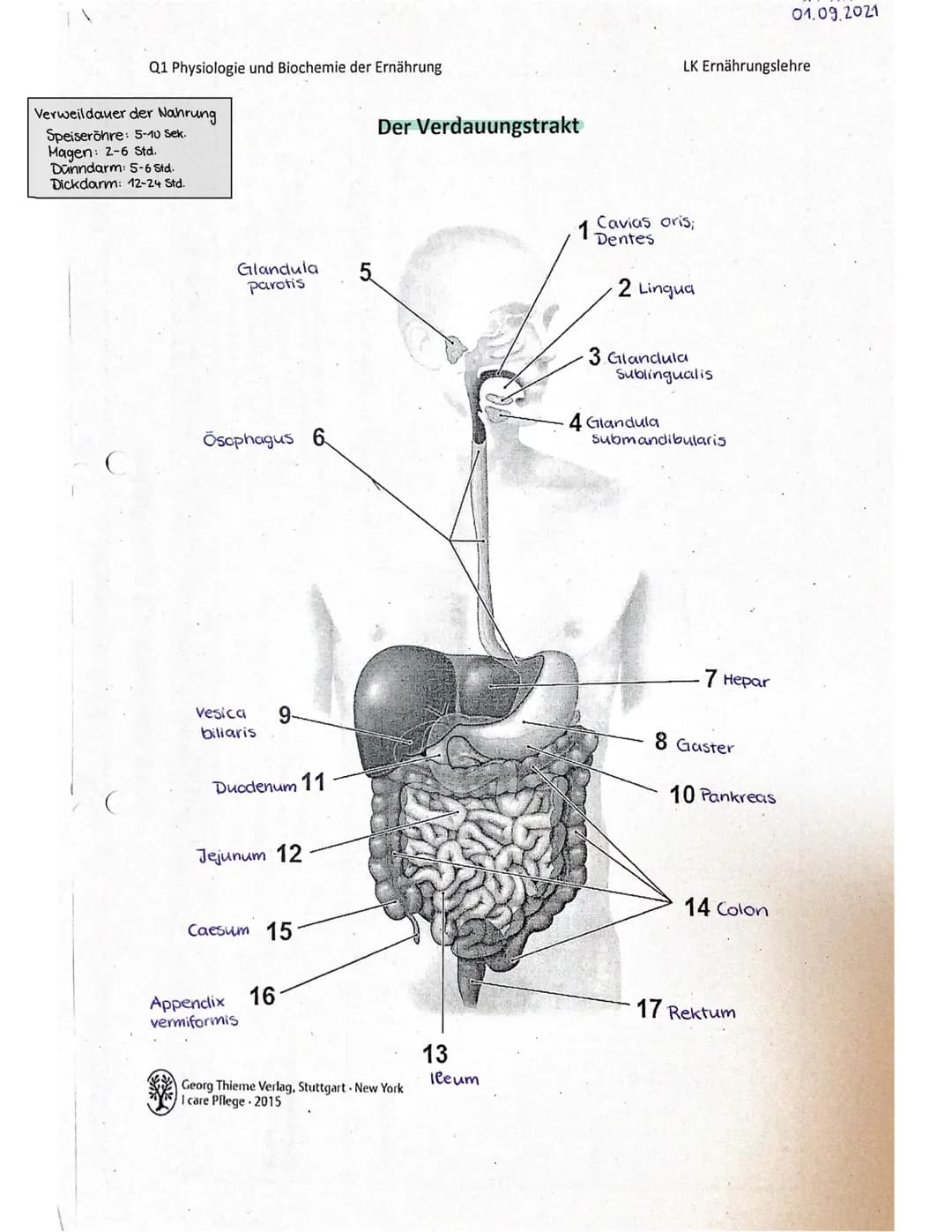 Themen:
- Stoffwechsel
Verdauungstrakt
Mund/Speichel
Speiseröhre
Magen
Enzyme
histologie Verdauungskanal
Ernährungslehre Q1-28 09.2021
Stoff