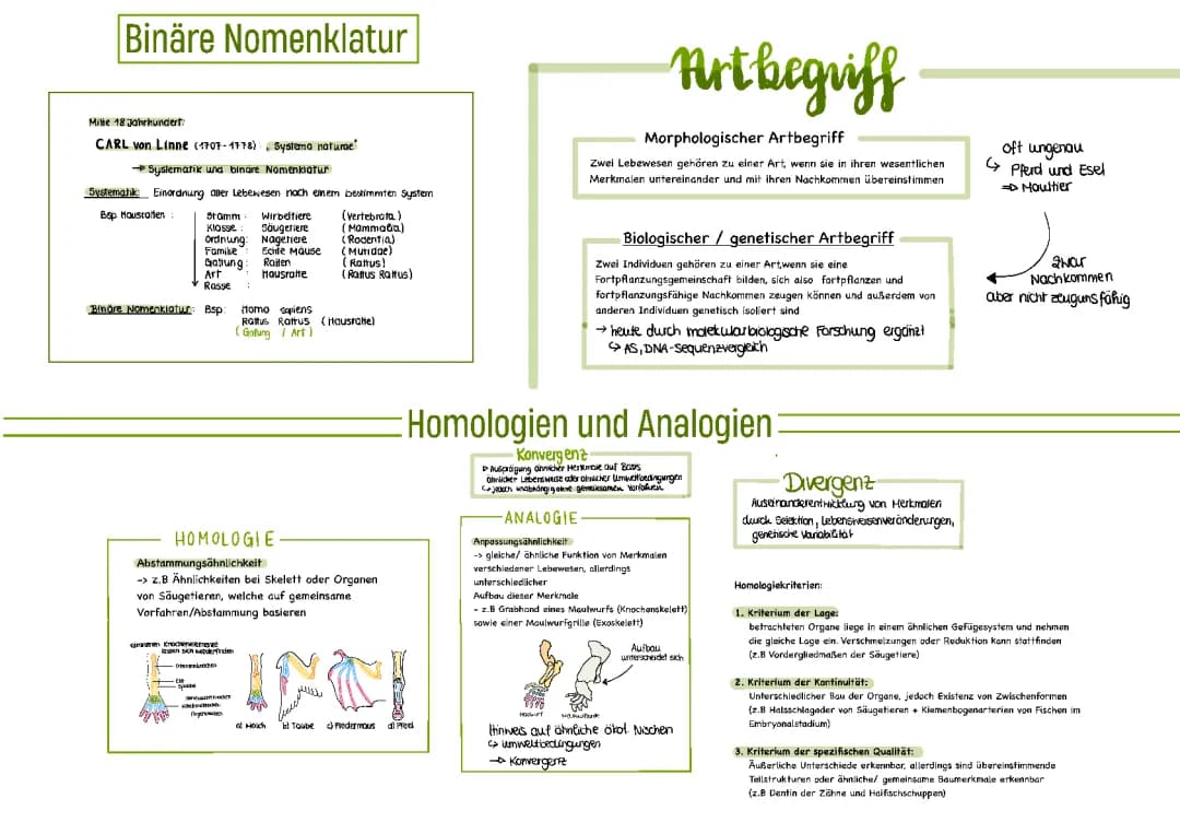 Entdecke die Binäre Nomenklatur von Carl von Linné und mehr über Säugetiere!