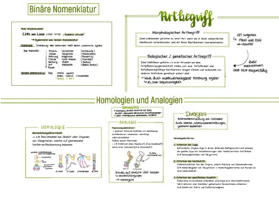 Know Evolution Lernzettel Abitur GK  thumbnail