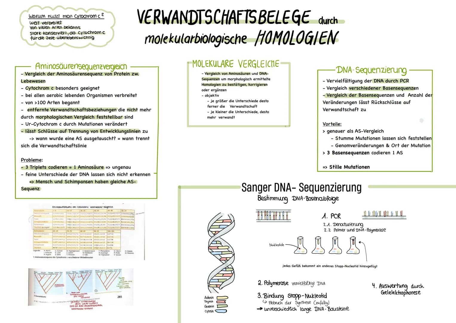 Binäre Nomenklatur
Mitte 18 Jahrhundert:
CARL von Linne (1707-1778), Systema naturae
→ Systematik und binäre Nomenklatur
Systematik Einordnu