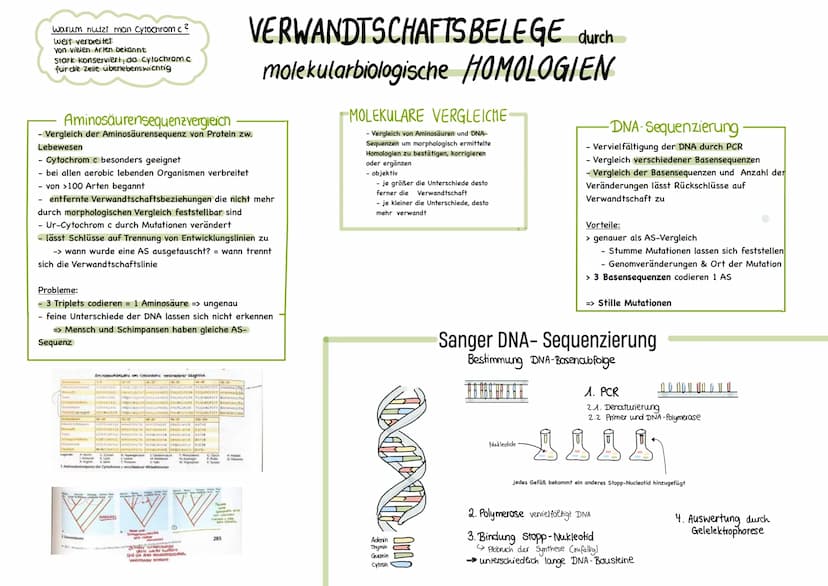 Binäre Nomenklatur
Mitte 18 Jahrhundert:
CARL von Linne (1707-1778), Systema naturae
→ Systematik und binäre Nomenklatur
Systematik Einordnu