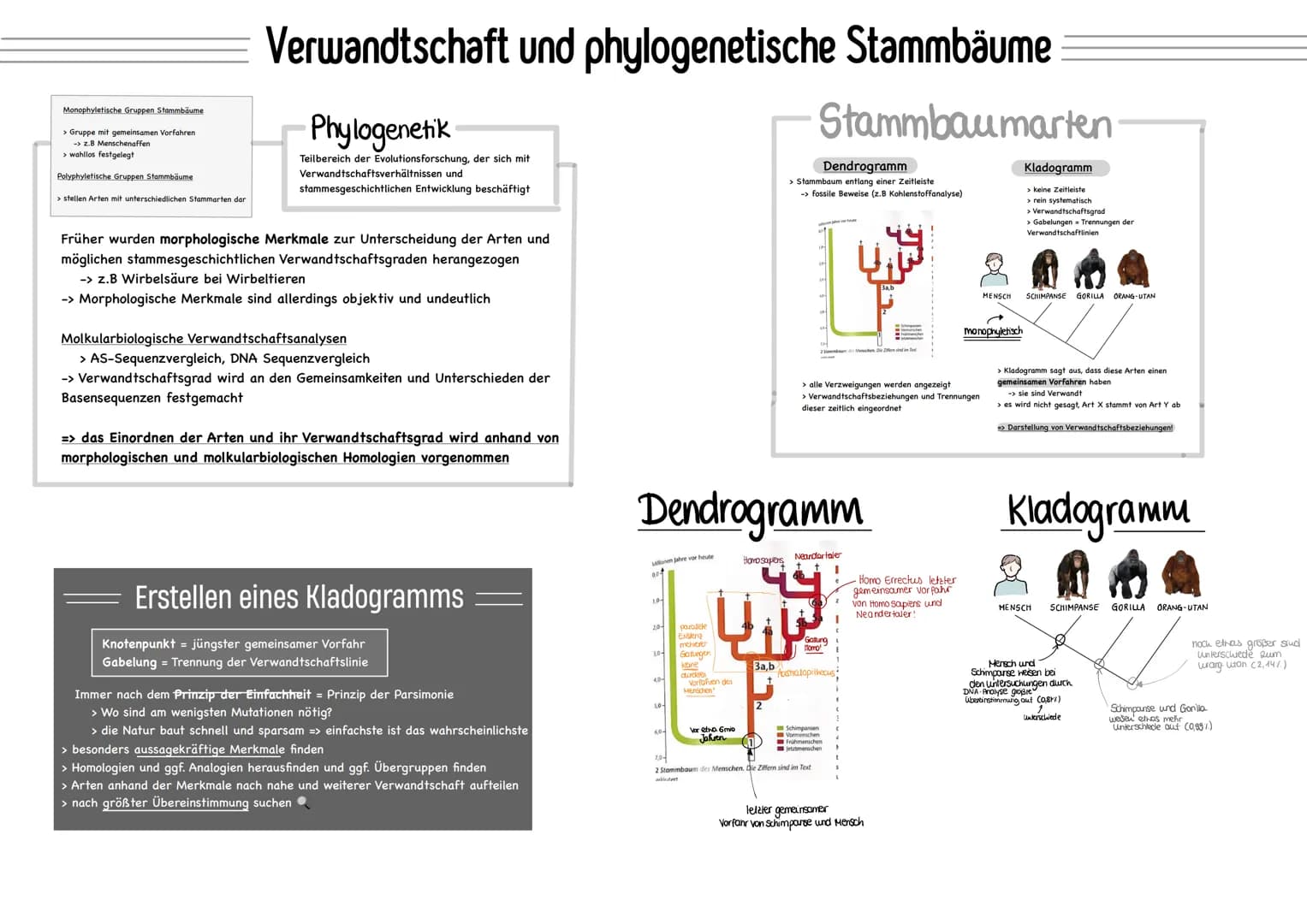 Binäre Nomenklatur
Mitte 18 Jahrhundert:
CARL von Linne (1707-1778), Systema naturae
→ Systematik und binäre Nomenklatur
Systematik Einordnu