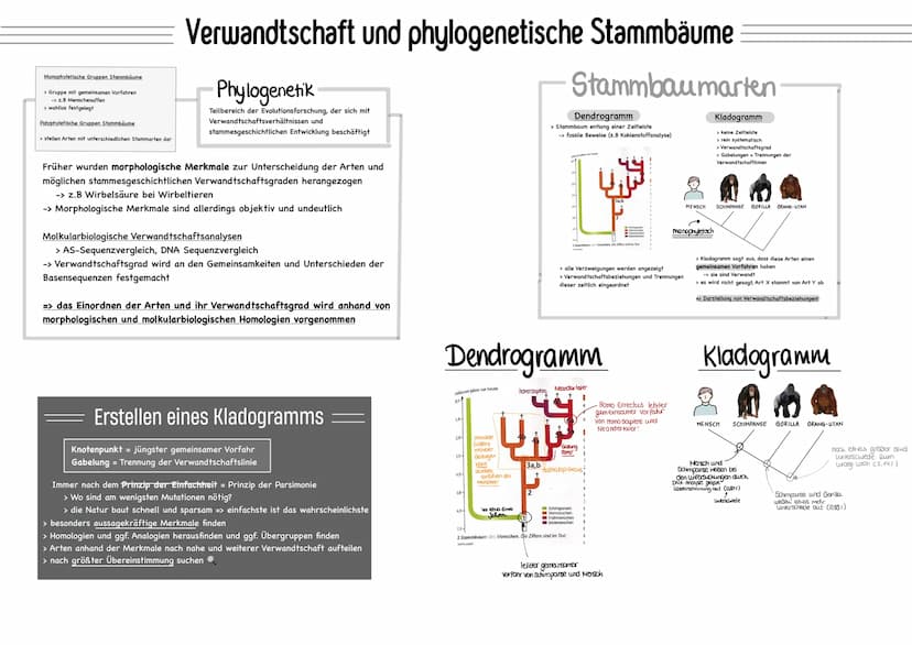 Binäre Nomenklatur
Mitte 18 Jahrhundert:
CARL von Linne (1707-1778), Systema naturae
→ Systematik und binäre Nomenklatur
Systematik Einordnu