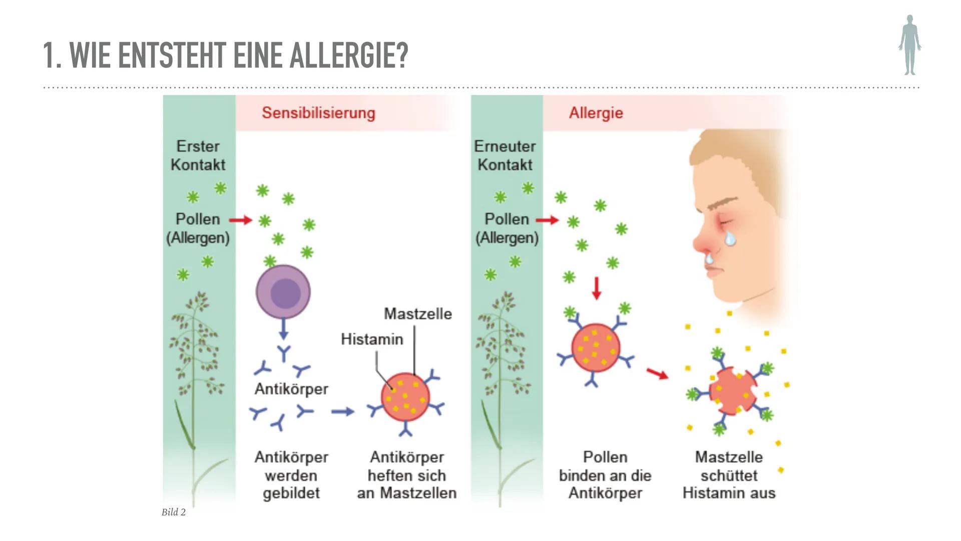 ALLERGIEN
Alicia Saalmann, Timo Streek und Helena Schulze INHALT
1. Wie entsteht eine Allergie?
2. Definition und Krankheitsbild
2.1. Reakti