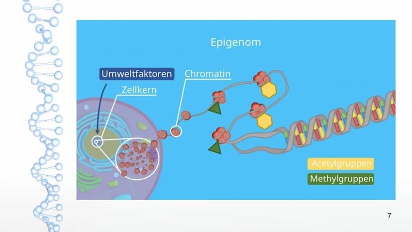 Epigenetik
Von:
Agsaya
1 ●
●
●
●
●
●
Basiswissen
Was ist Epigenetik?
Das Epigenom
Inhaltsverzeichnis
Epigenetischer Marker
Inaktivierung des