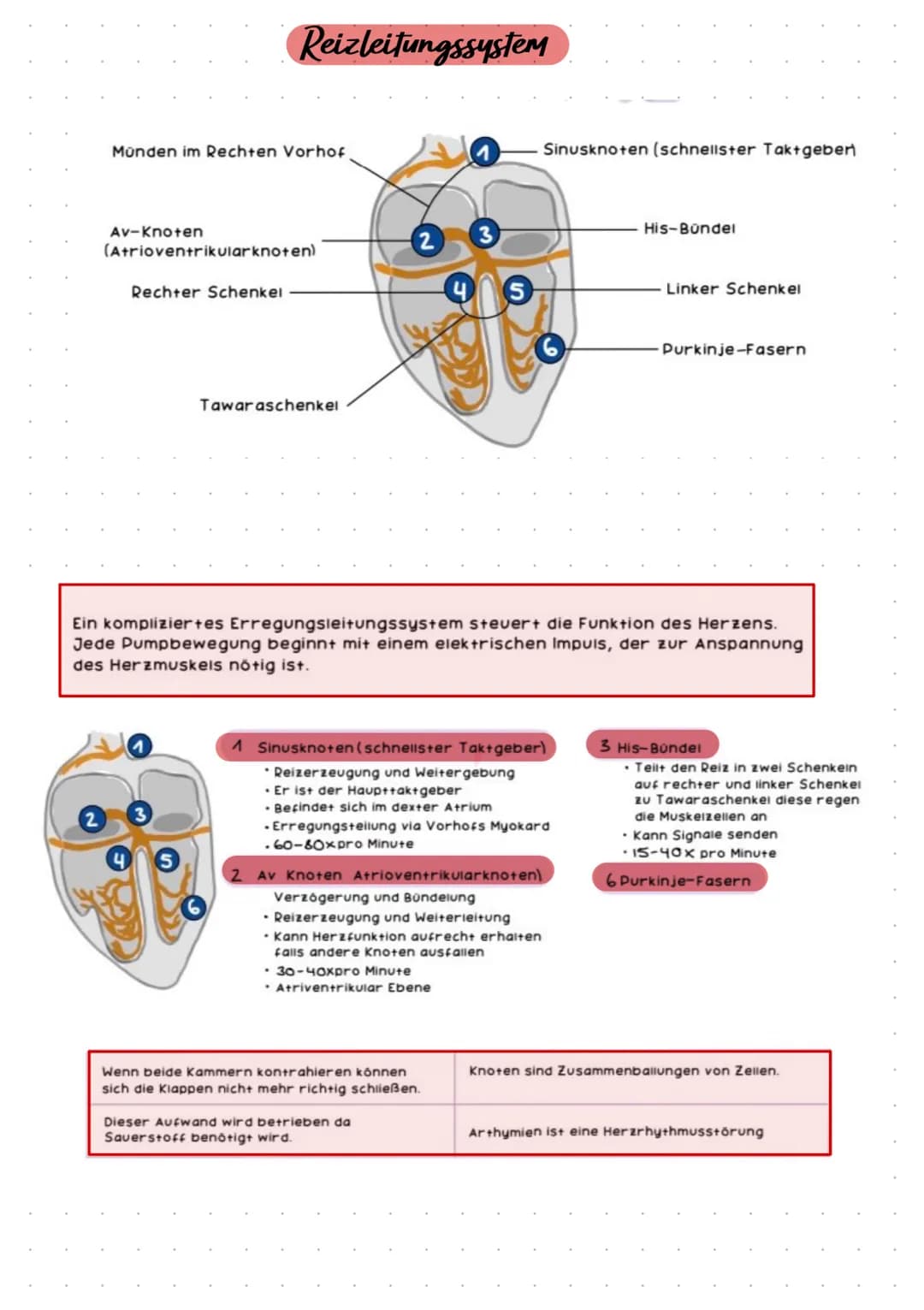 HERZKREISLAUFSYSTEM UND HERZKRANKHEITEN
ANATOMIE
HERZKREISLAUF
ABLAUF
AUFGABE
KRANKHEITEN Pulmonal-
klappe
Trikuspidal:
klappe
obere
Hohlven