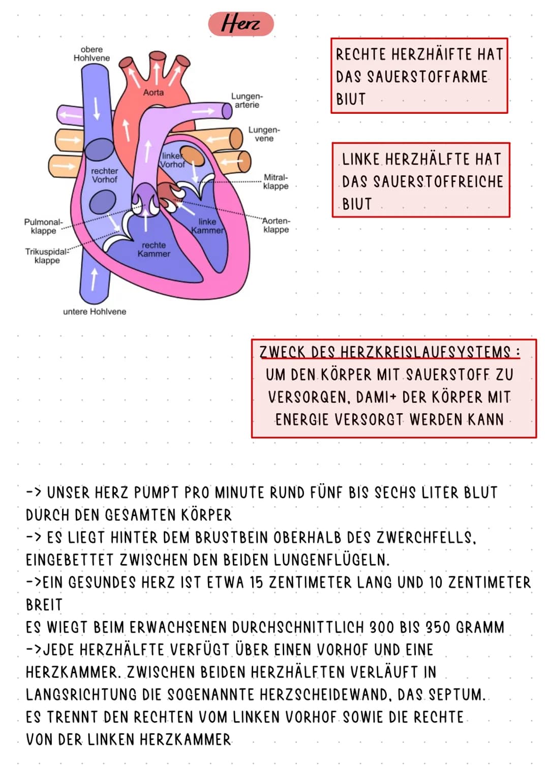HERZKREISLAUFSYSTEM UND HERZKRANKHEITEN
ANATOMIE
HERZKREISLAUF
ABLAUF
AUFGABE
KRANKHEITEN Pulmonal-
klappe
Trikuspidal:
klappe
obere
Hohlven