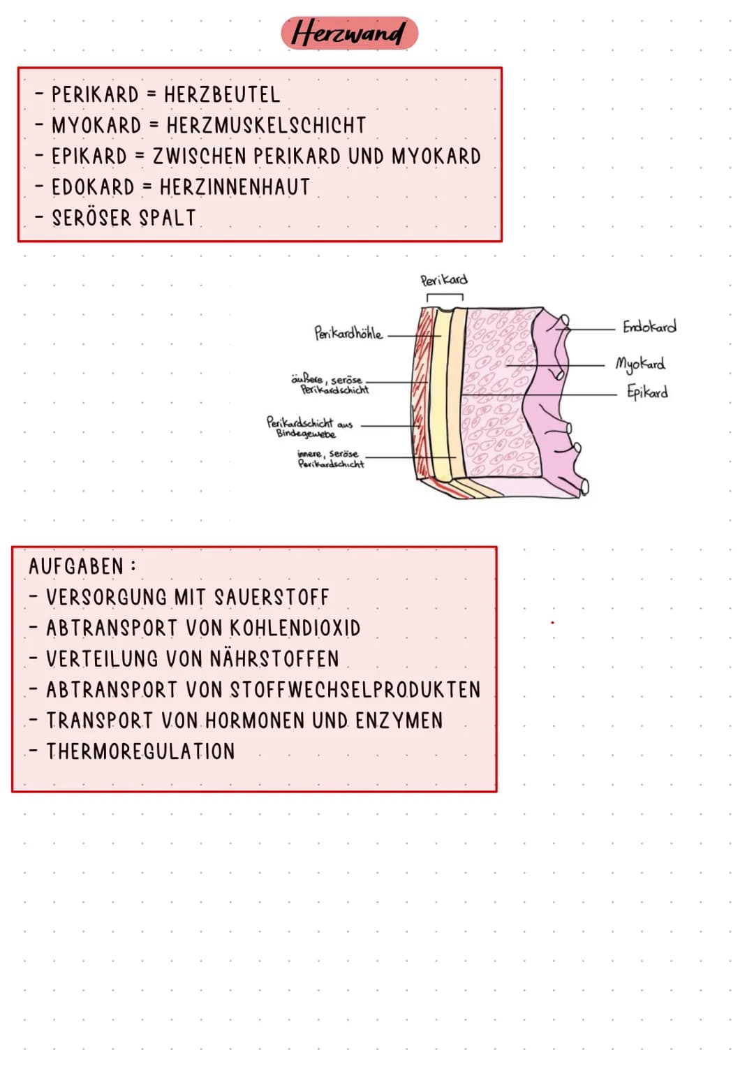 HERZKREISLAUFSYSTEM UND HERZKRANKHEITEN
ANATOMIE
HERZKREISLAUF
ABLAUF
AUFGABE
KRANKHEITEN Pulmonal-
klappe
Trikuspidal:
klappe
obere
Hohlven