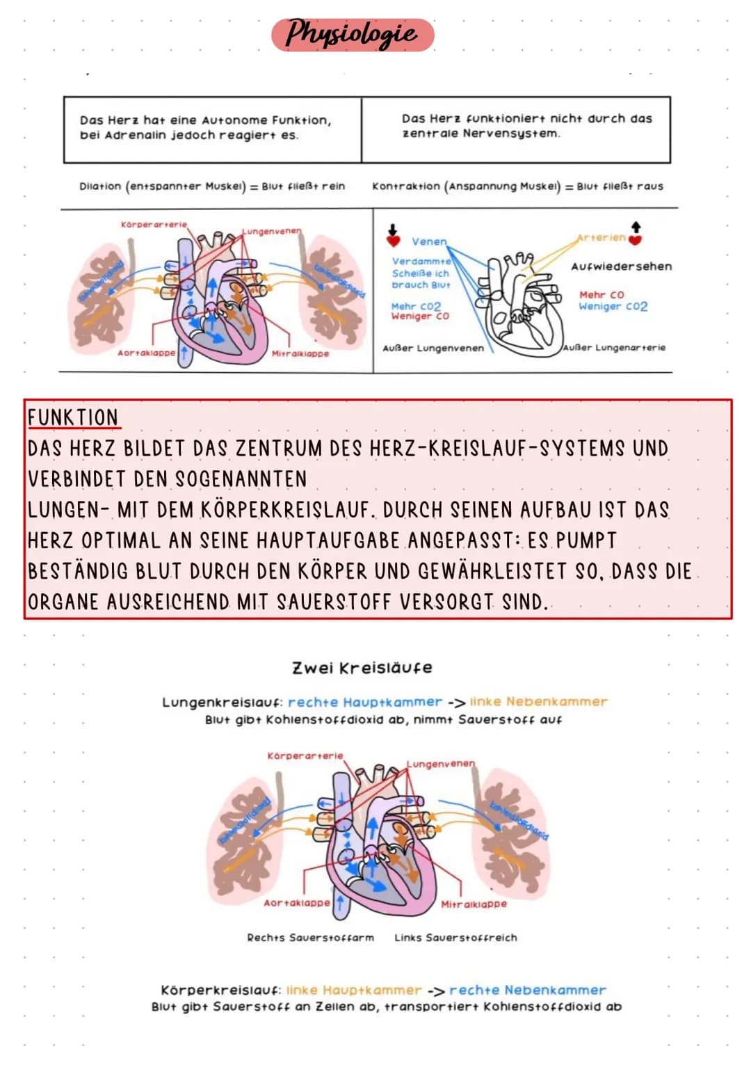 HERZKREISLAUFSYSTEM UND HERZKRANKHEITEN
ANATOMIE
HERZKREISLAUF
ABLAUF
AUFGABE
KRANKHEITEN Pulmonal-
klappe
Trikuspidal:
klappe
obere
Hohlven