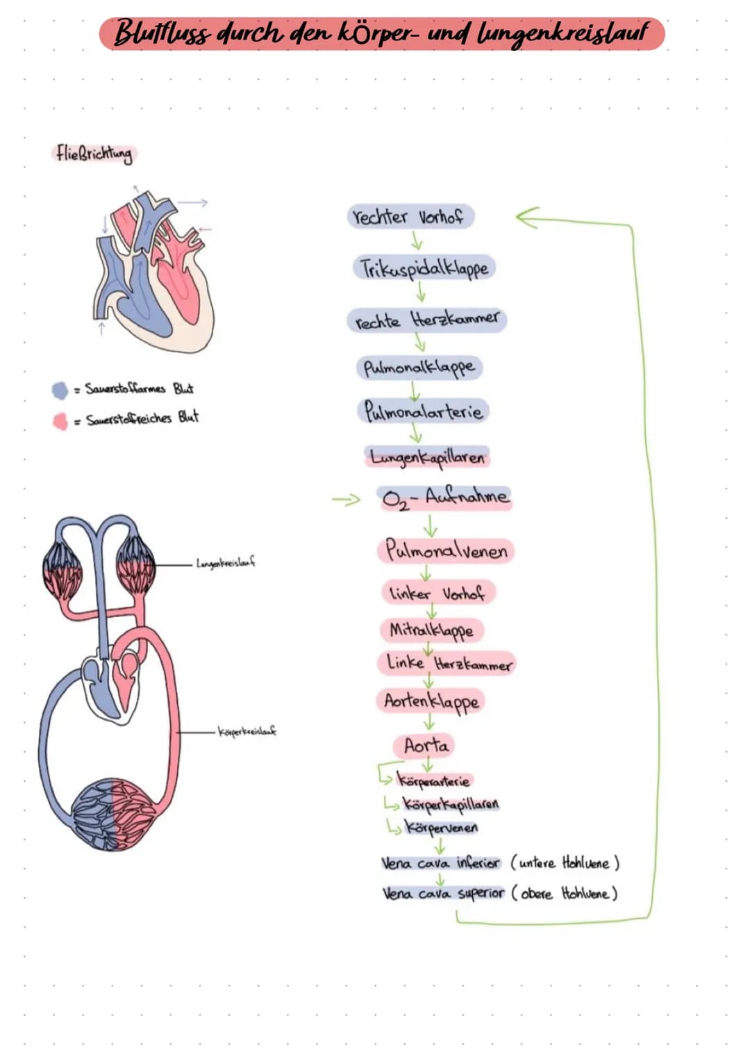HERZKREISLAUFSYSTEM UND HERZKRANKHEITEN
ANATOMIE
HERZKREISLAUF
ABLAUF
AUFGABE
KRANKHEITEN Pulmonal-
klappe
Trikuspidal:
klappe
obere
Hohlven