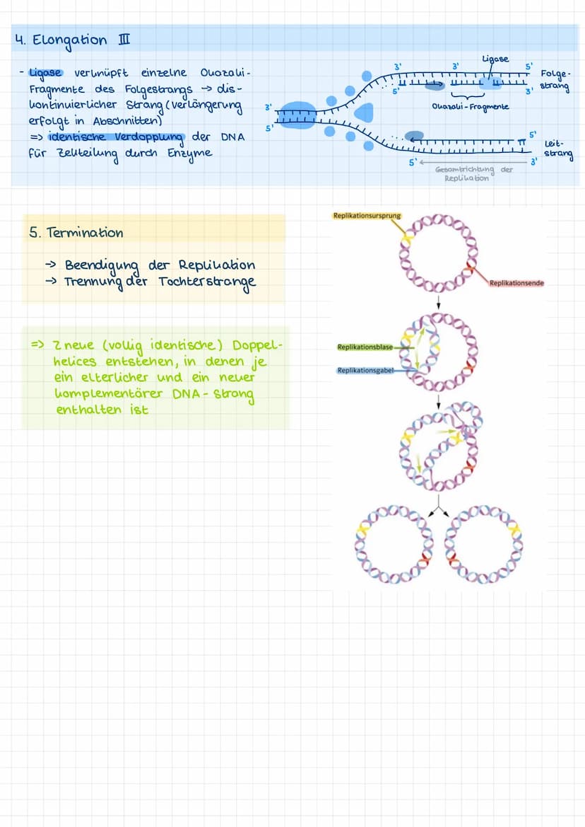 1.1 Nucleinsäuren als Erbinformationsträger
Vorwissen:
-
Chromosomen sind verantwortlich für die Übertragung der
Erbinformationen und besteh