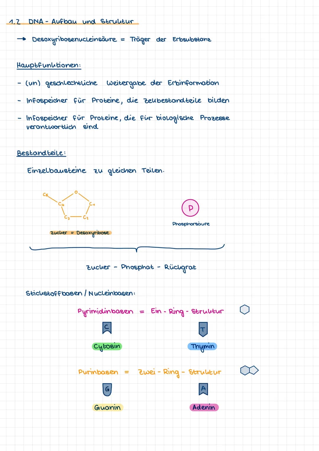 1.1 Nucleinsäuren als Erbinformationsträger
Vorwissen:
-
Chromosomen sind verantwortlich für die Übertragung der
Erbinformationen und besteh