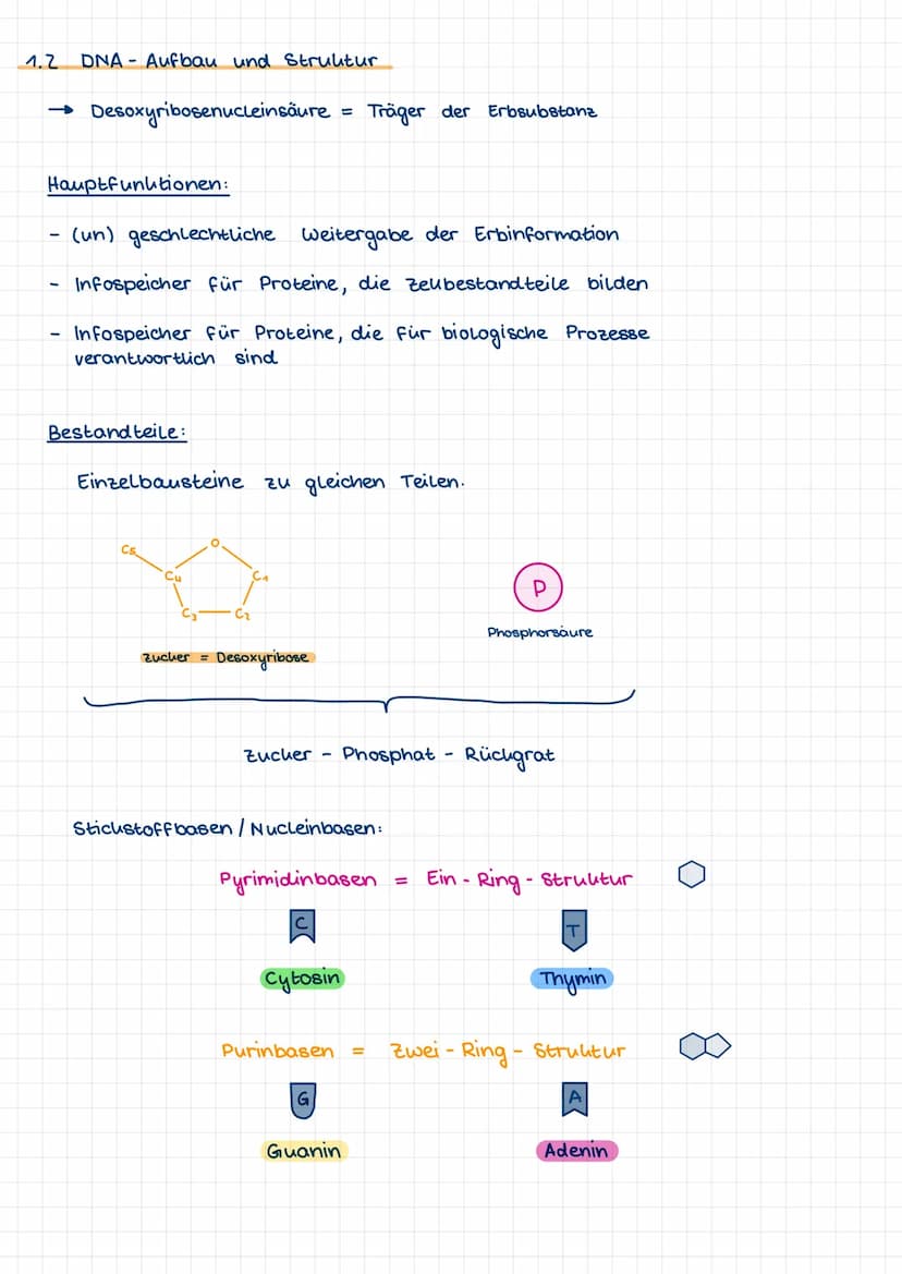 1.1 Nucleinsäuren als Erbinformationsträger
Vorwissen:
-
Chromosomen sind verantwortlich für die Übertragung der
Erbinformationen und besteh