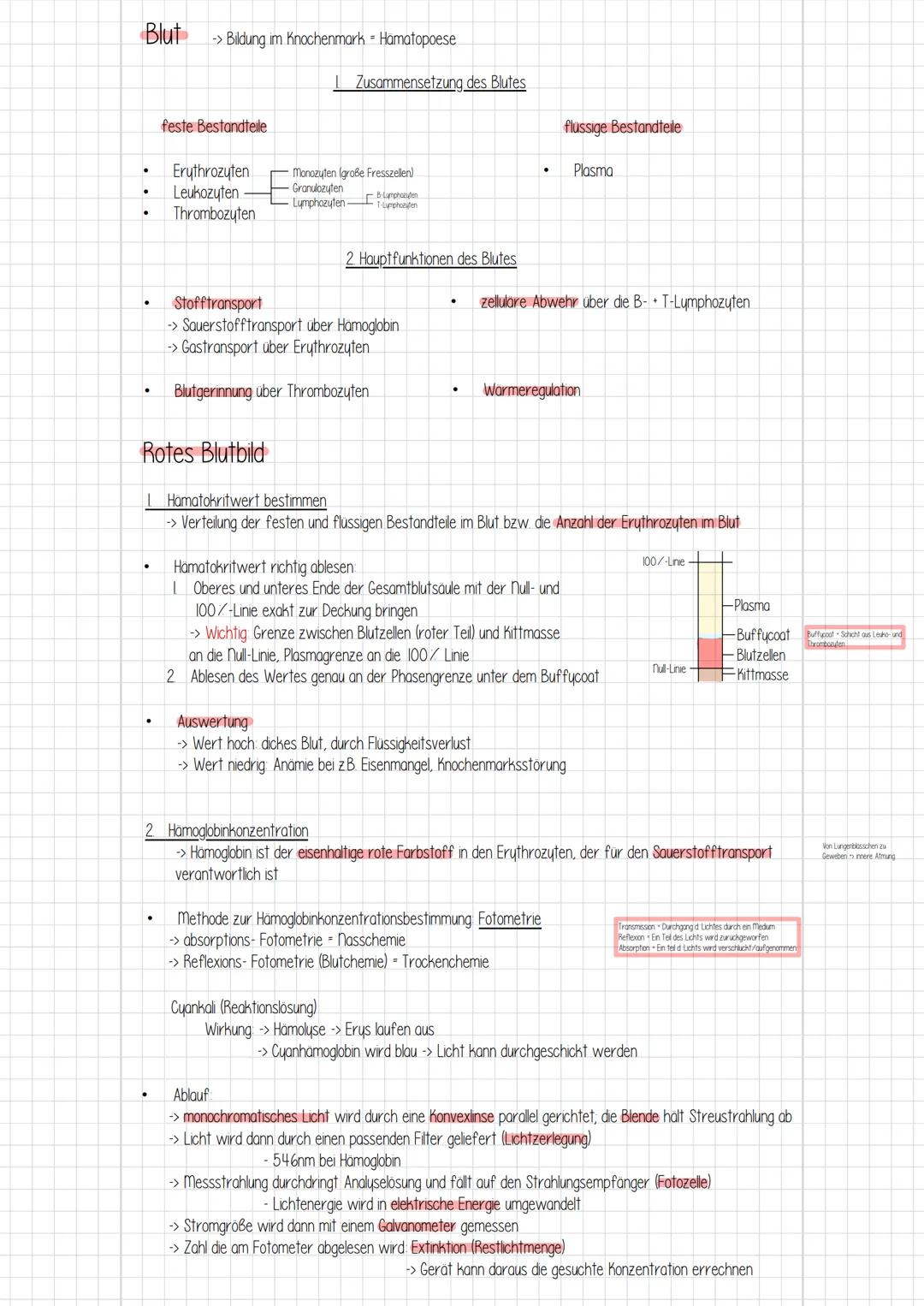 Blut
●
-> Bildung im Knochenmark Hämatopoese
feste Bestandteile
Erythrozyten
Leukozyten
Thrombozyten
Rotes Blutbild
Zusammensetzung des Blut