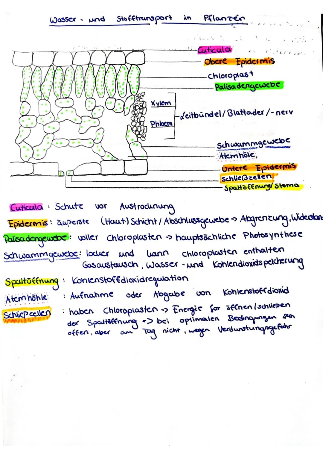 Wasser
und
Stofftransport
verso
Schliepcellen
WA
Xylem
Phloem
in
Spaltöffnung: Kohlenstoffdioxid regulation
Atem hohle
am
Leitbündel/Blattad