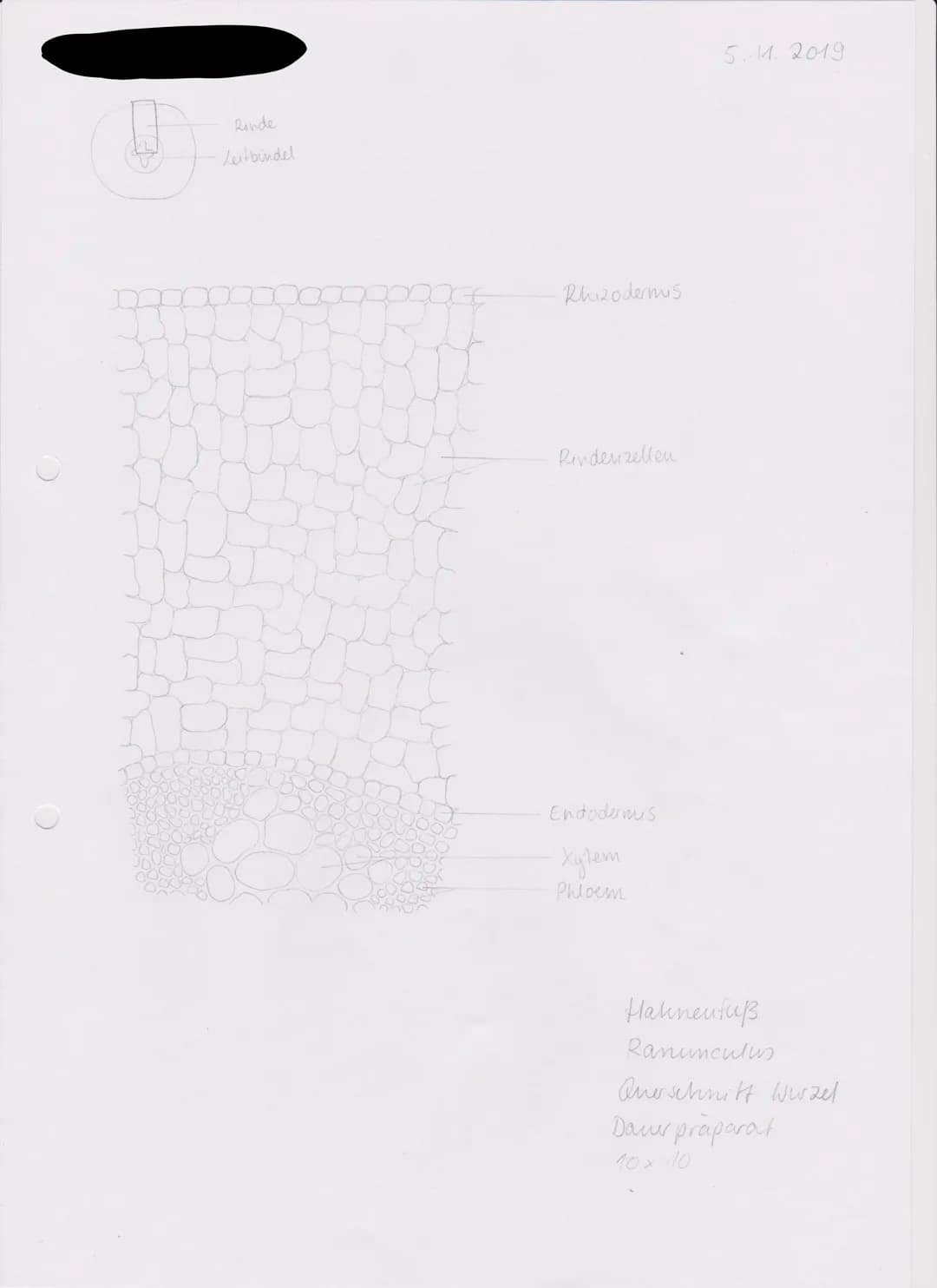 Rinde
Leitbindel
Rhizodermis
Rindenizellen
Endodermis
хучет
Phloem
5.11.2019
Hahnenfuß
Ranunculus
Querschnitt Wurzel
Damer präparat