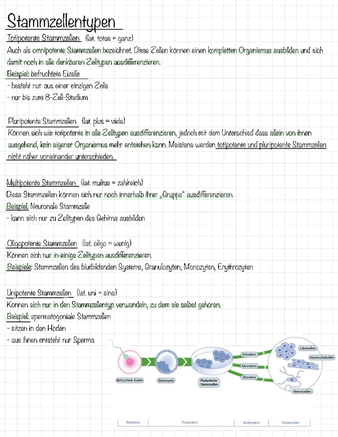 Stammzellen Typen 