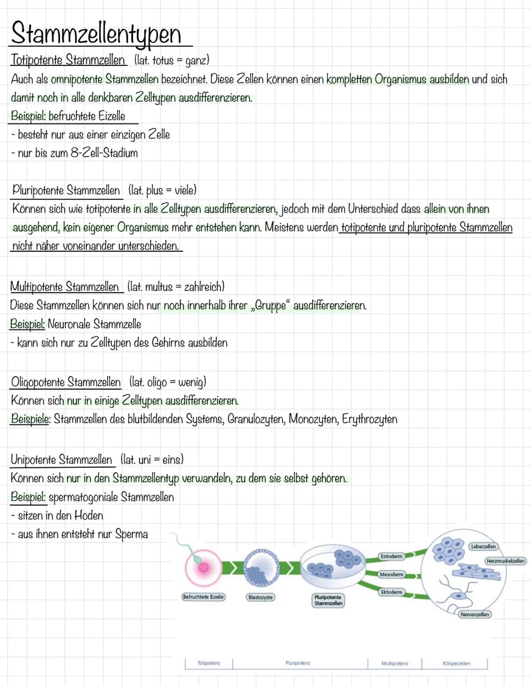 Stammzellentypen
Totipotente Stammzellen (lat. totus = ganz)
Auch als omnipotente Stammzellen bezeichnet. Diese Zellen können einen komplett