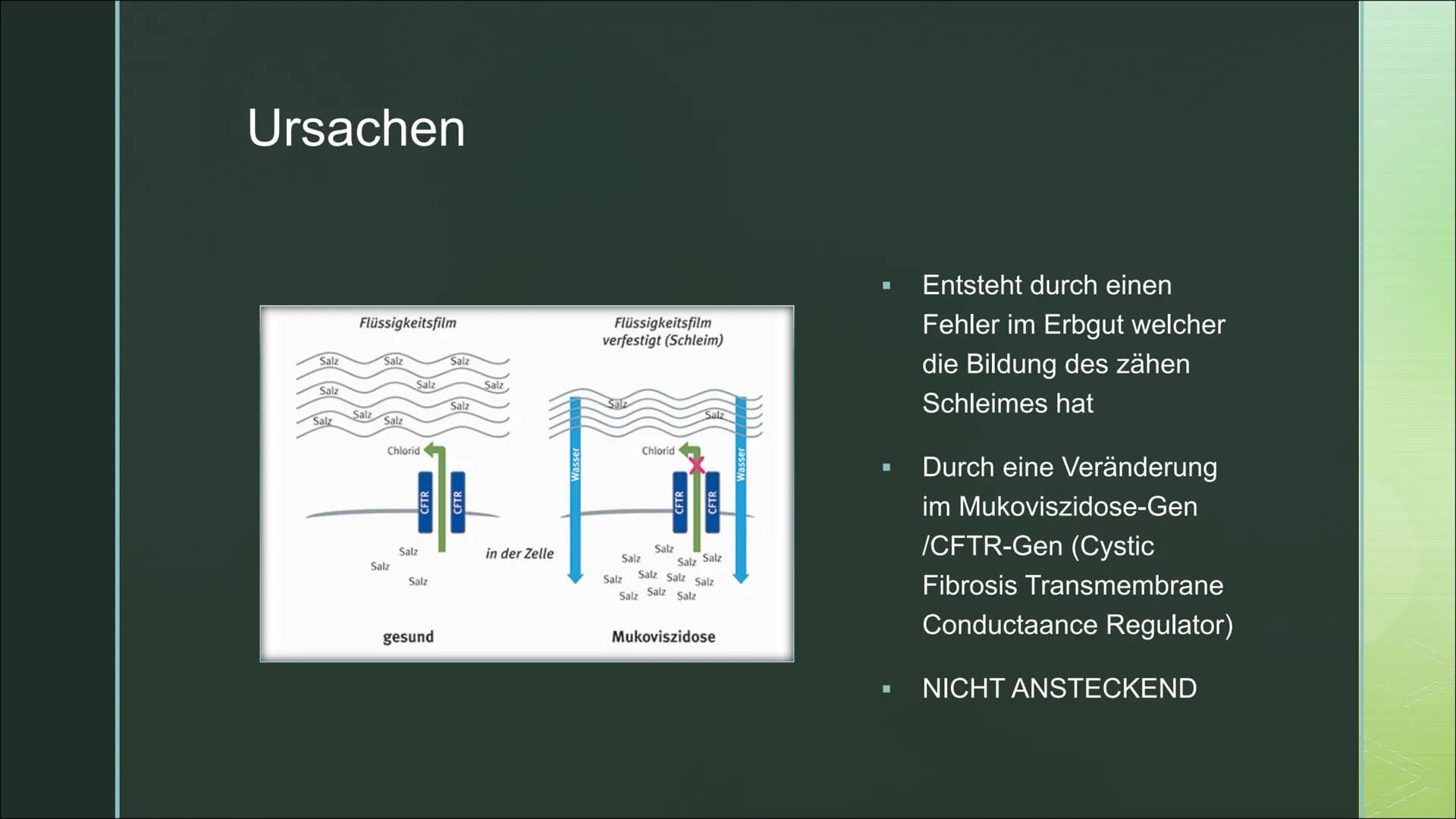 Von Fabienne Frentzen
Mukoviszidose ■
■
■
Was ist Mukoviszidose?
Wie wird Mukoviszidose vererbt?
Allgemeines Krankheitsbild
Welche Organe si