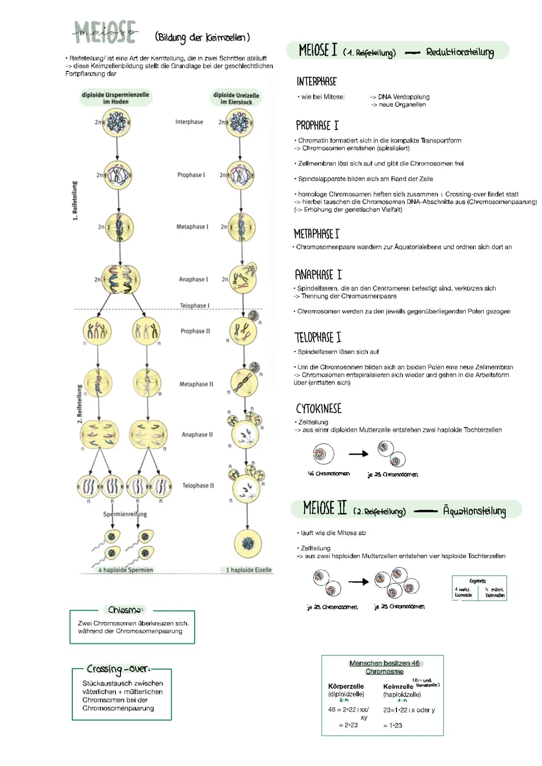 Mitose und Meiose