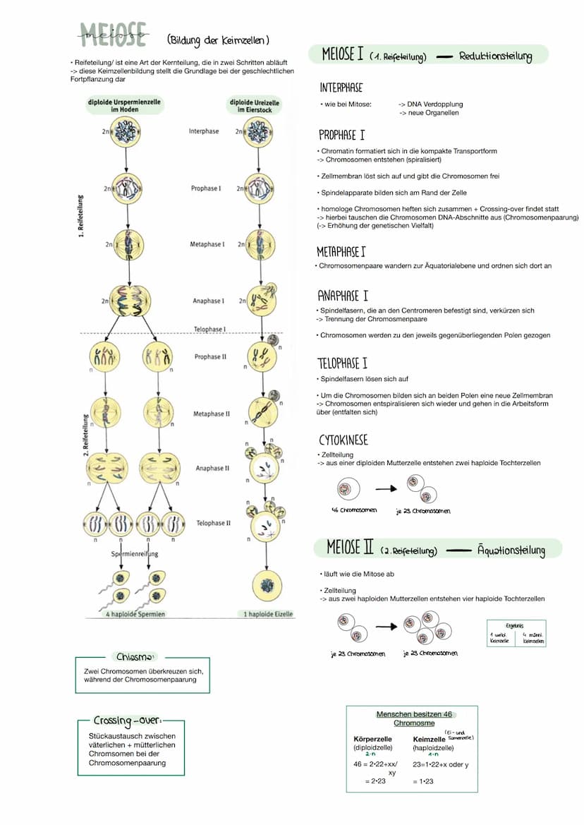 VERGLEICH VON MITOSE & MEIOSE
FUNKTION
ORT
ERBGUT
ABLAUF
ERGEBNIS
CHROMOSOMEN-
SATZ PRO
TOCHTERZELLE
CROSSING
OVER
INTERPHASE
MITOSE
Vermehr