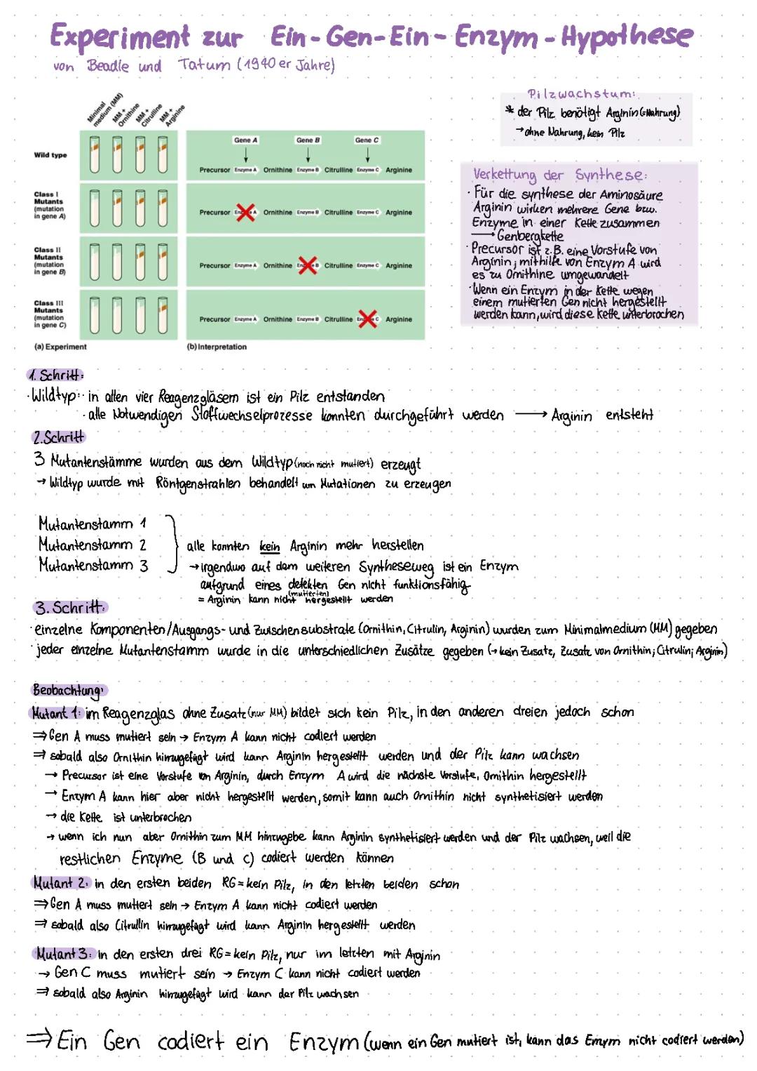 Experiment zur ein Gen ein Enzym Hypothese 