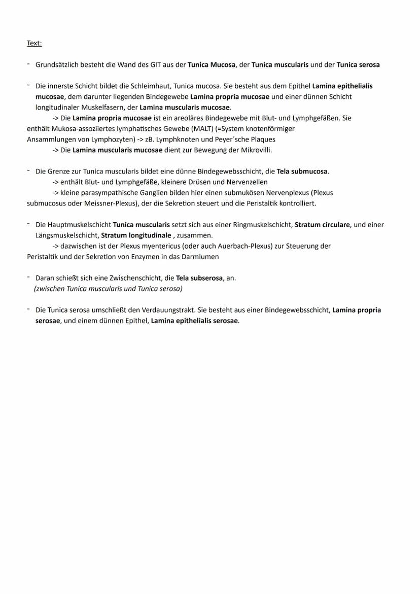 Thema: Ernährung ein wichtiger Beitrag zur Lebensqualität
1. Aufbau und Funktion der Verdauungsorgane
Organe
◆ Mundhöhle mit
Mundspeicheldrü