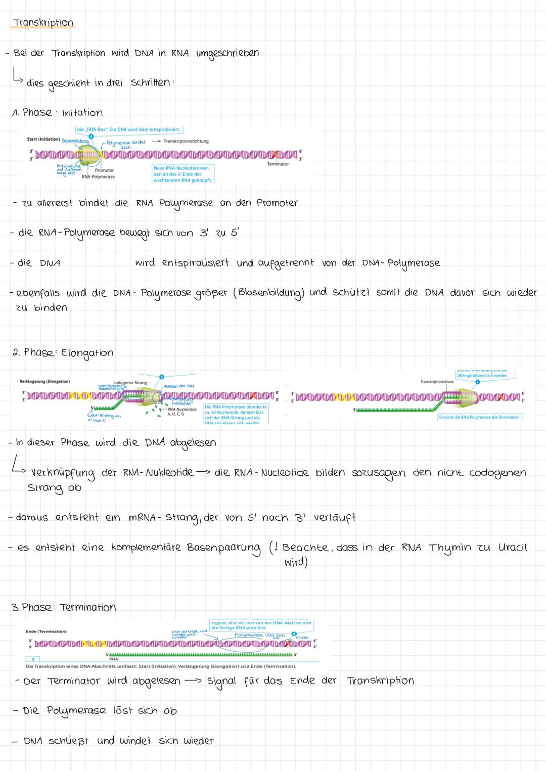 # Transkription

- Bei der Transkription wird DNA in RNA umgeschrieben

L dies geschieht in drei Schritten

1. Phase Initation

[die TATA Bo