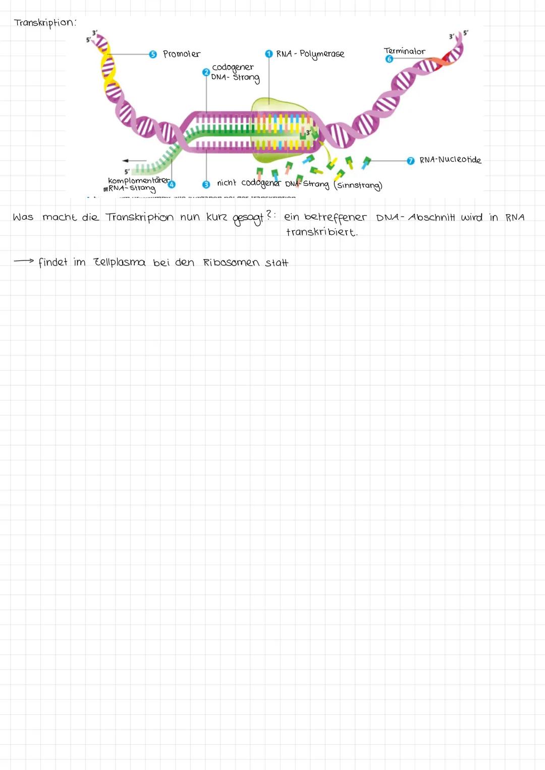# Transkription

- Bei der Transkription wird DNA in RNA umgeschrieben

L dies geschieht in drei Schritten

1. Phase Initation

[die TATA Bo