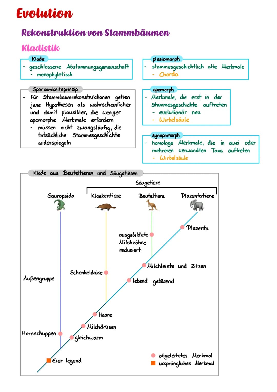 Evolution
Rekonstruktion von Stammbäumen
Kladistik
Klade
geschlossene Abstammungsgemeinschaft
monophyletisch
Sparsamkeitsprinzip
für Stammba