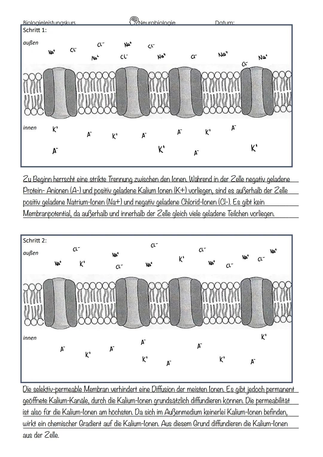 Bioloaieleistungskurs
Schritt 1:
außen
innen
Schritt 2:
außen
Na+
innen
K+
A
CE
A
CL-
CL-
Na+
A
Na+
CL
A
Neurobiologie
K* A
CL-
((-
A
Na*
Na