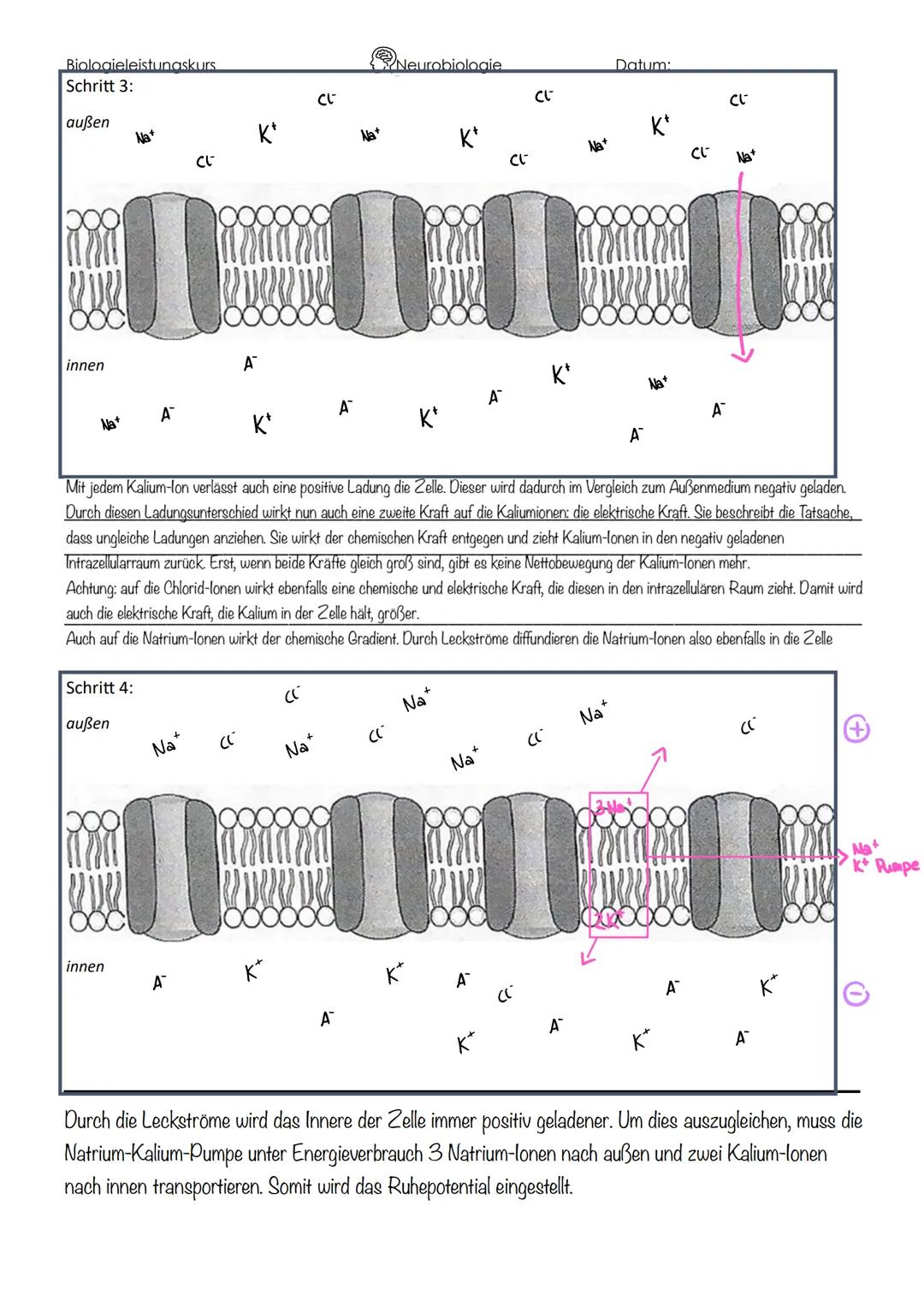 Bioloaieleistungskurs
Schritt 1:
außen
innen
Schritt 2:
außen
Na+
innen
K+
A
CE
A
CL-
CL-
Na+
A
Na+
CL
A
Neurobiologie
K* A
CL-
((-
A
Na*
Na