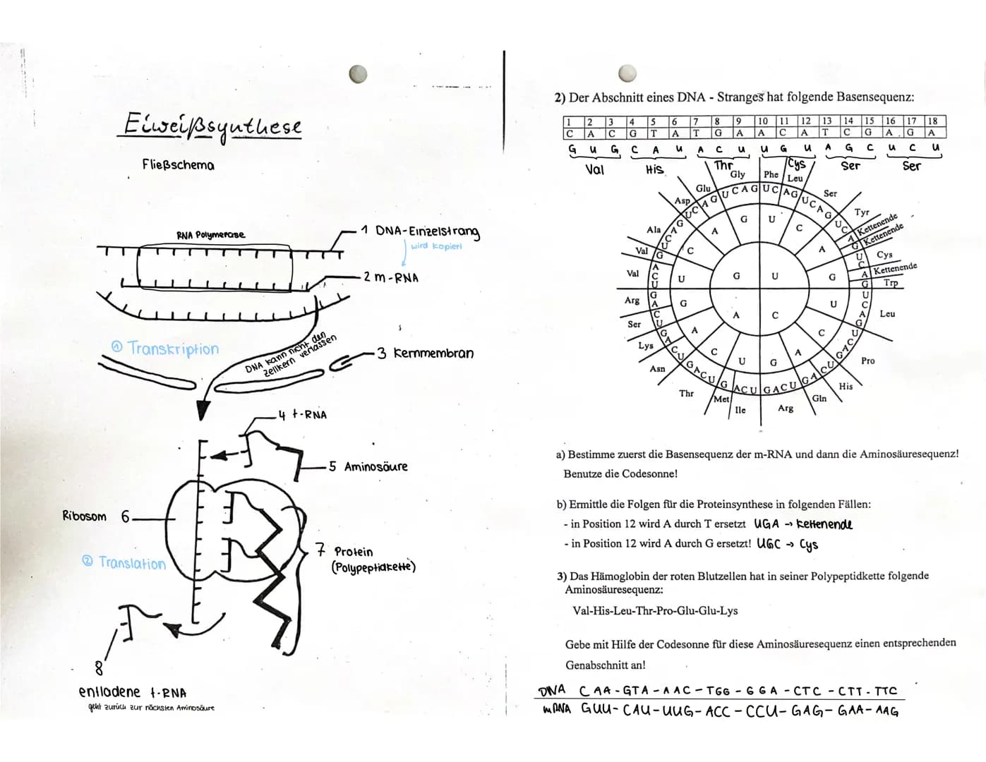 lebt
Experimente mit Mäusen von Griffith (1928)
GRIFFITH Implte Mäuse mit lebenden, avirulenten II-A-Pneumokokku-Stämmen (1), mit virulenten