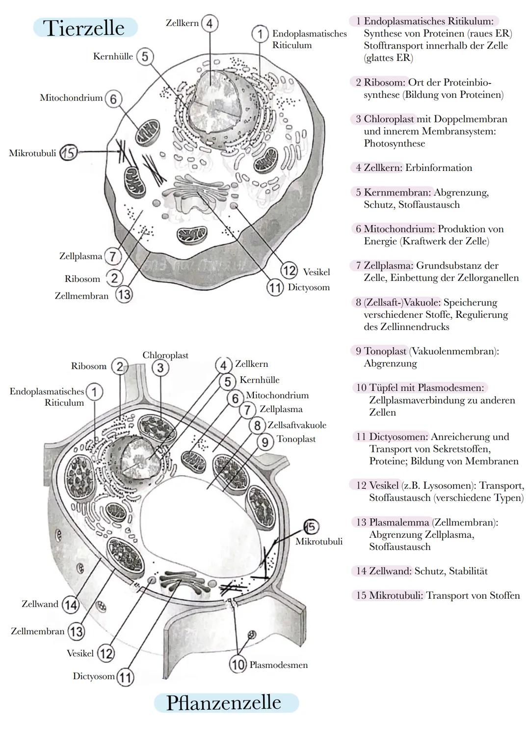 # Tierzelle

Zellkern (4

Kernhülle (5

do

Mitochondrium (6

Mikrotubuli 15

Zellplasma 7

Ribosom 2

Zellmembran (13)

Ribosom (2

Endopla