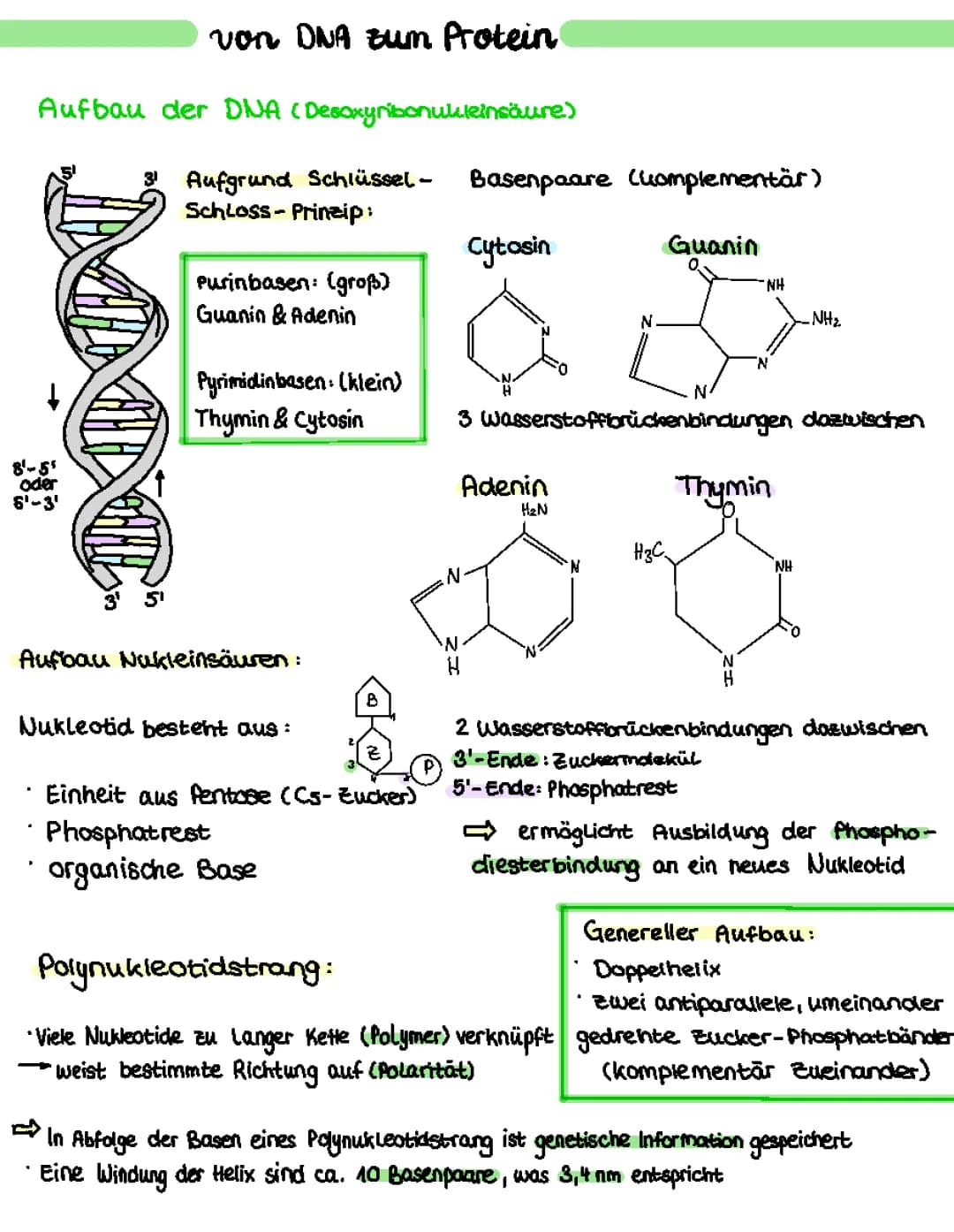 Aufbau der DNA