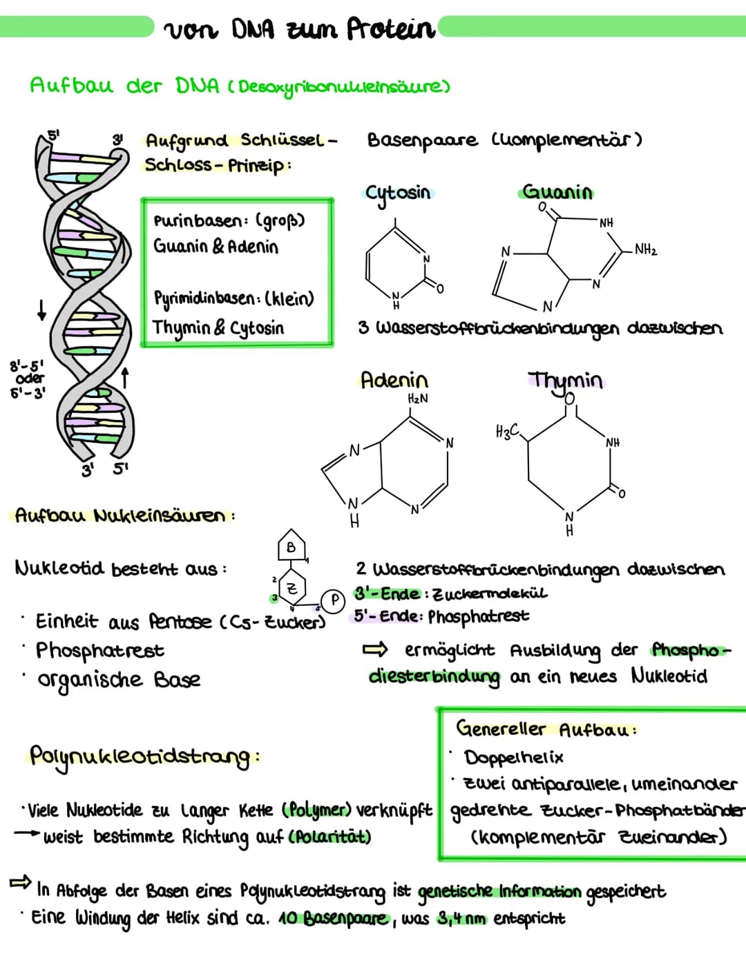 Aufbau der DNA
8'-5¹
oder
5'-3'
IND
3¹
von DNA zum Protein
3¹ Aufgrund Schlüssel-
Schloss-Prinzip:
5¹
(Desoxyribonukleinsäure)
Purinbasen: (