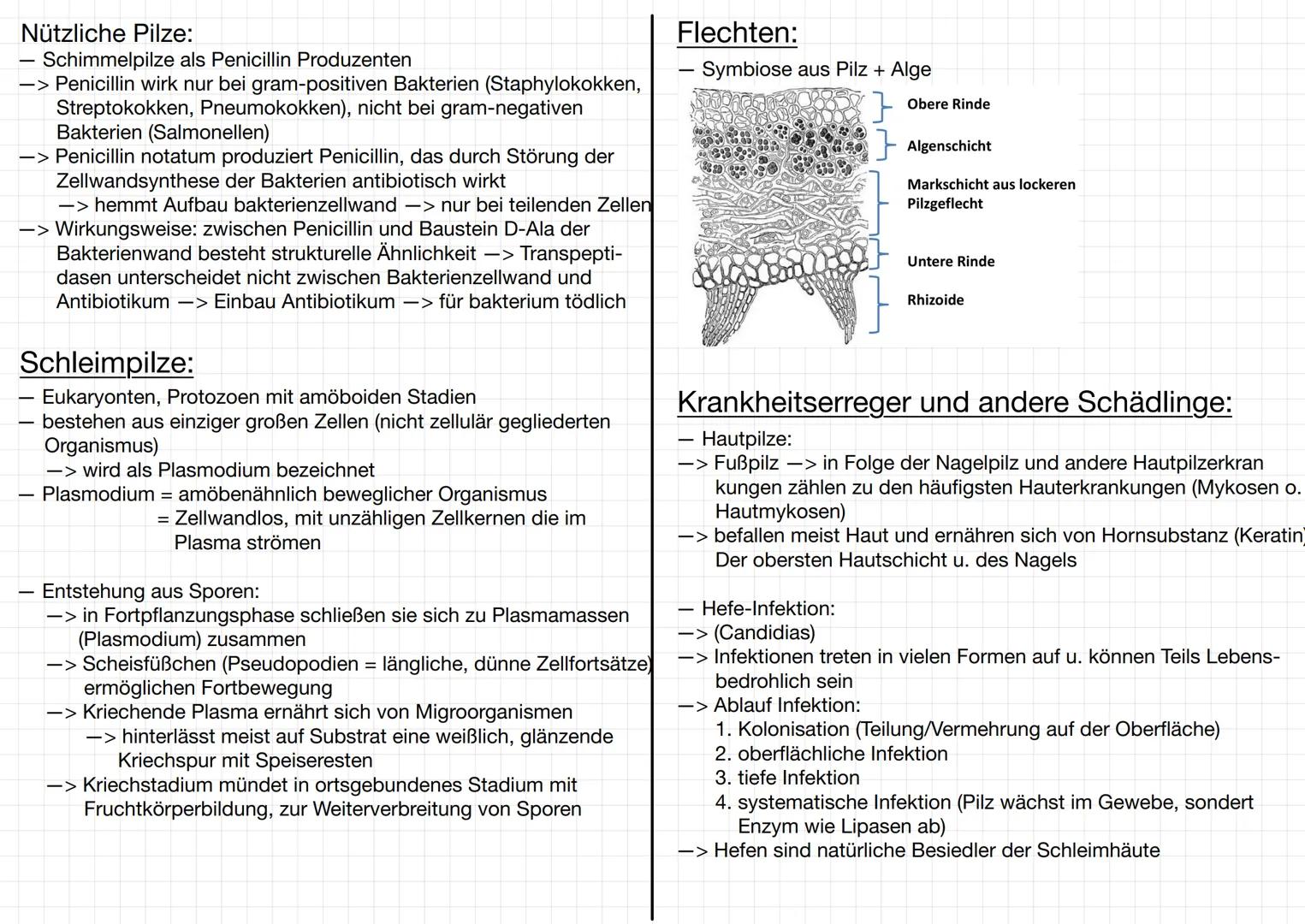 MIKROBIOLOGIE
Bakterien:
Mikroorganismen:
-> Mikroorganismen ist ein Sammelbegriff für Kleinlebewesen, die
meistens aus einer Zelle bestehen