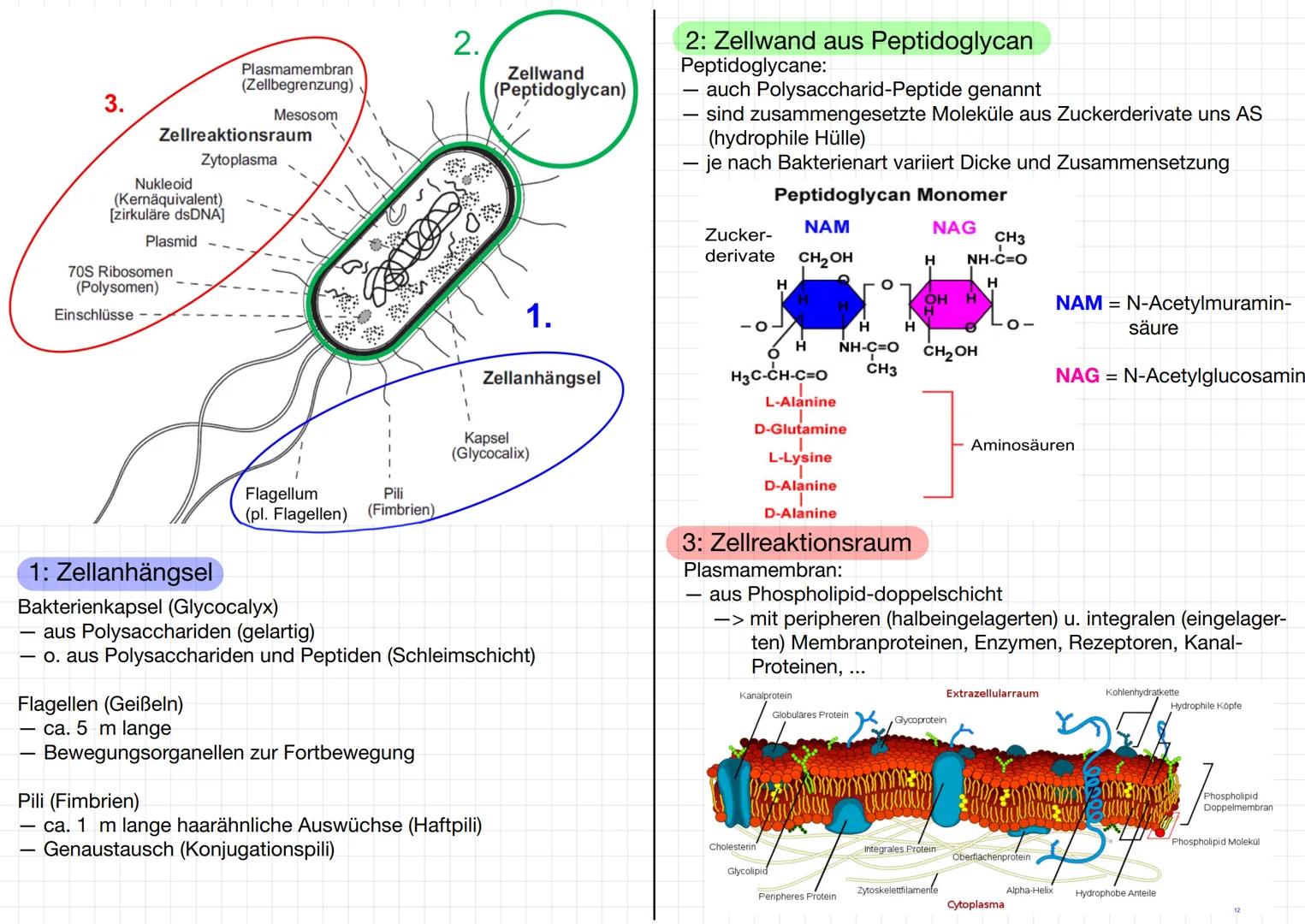 MIKROBIOLOGIE
Bakterien:
Mikroorganismen:
-> Mikroorganismen ist ein Sammelbegriff für Kleinlebewesen, die
meistens aus einer Zelle bestehen
