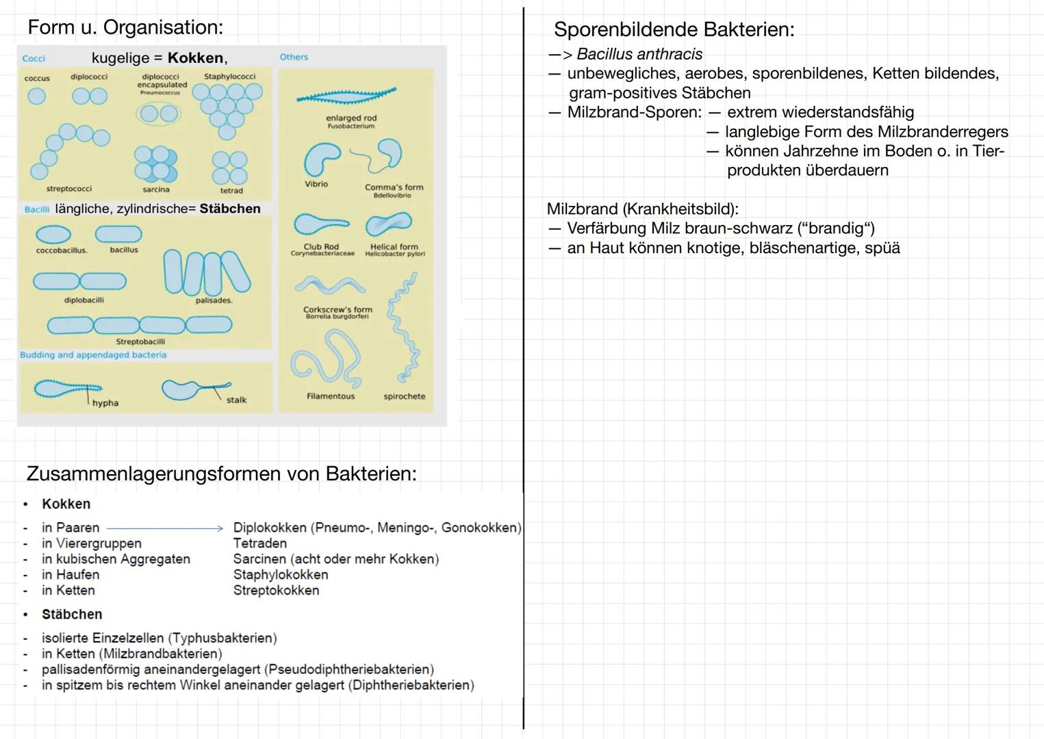 MIKROBIOLOGIE
Bakterien:
Mikroorganismen:
-> Mikroorganismen ist ein Sammelbegriff für Kleinlebewesen, die
meistens aus einer Zelle bestehen