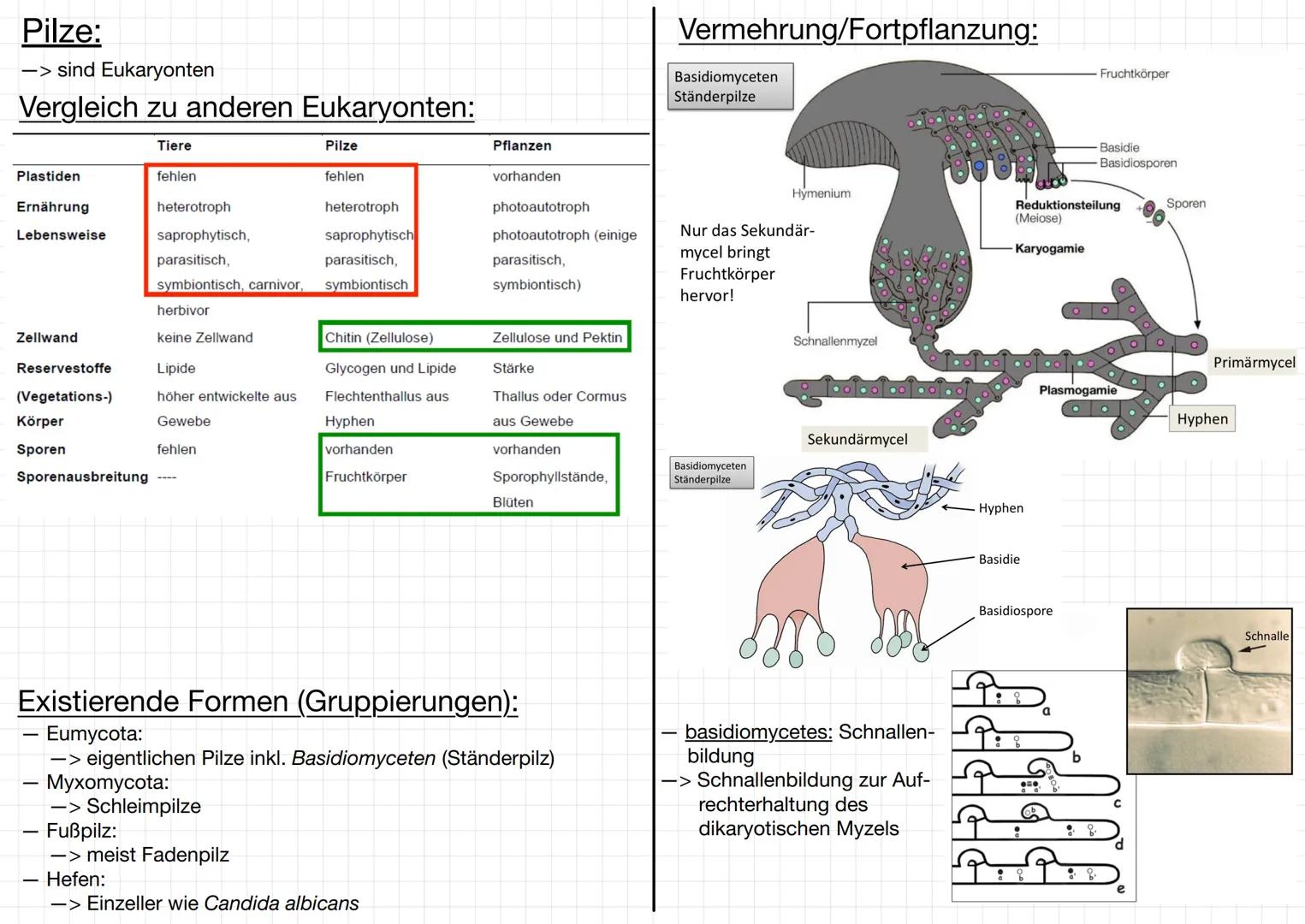 MIKROBIOLOGIE
Bakterien:
Mikroorganismen:
-> Mikroorganismen ist ein Sammelbegriff für Kleinlebewesen, die
meistens aus einer Zelle bestehen