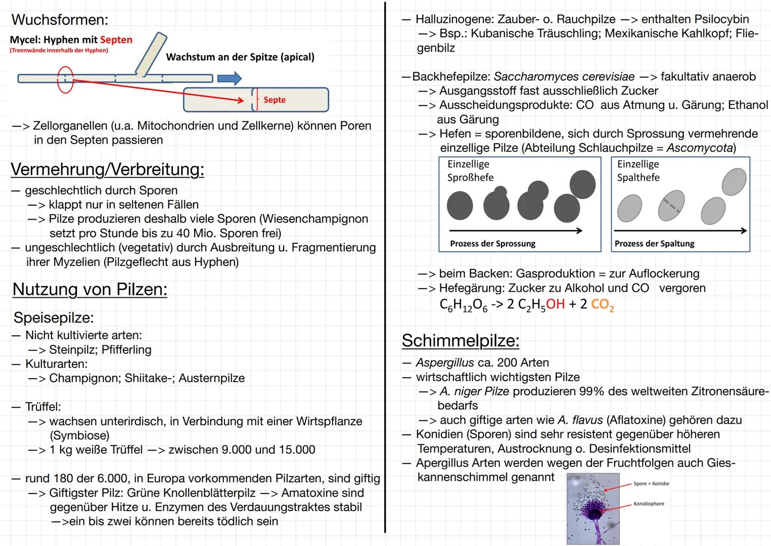 MIKROBIOLOGIE
Bakterien:
Mikroorganismen:
-> Mikroorganismen ist ein Sammelbegriff für Kleinlebewesen, die
meistens aus einer Zelle bestehen