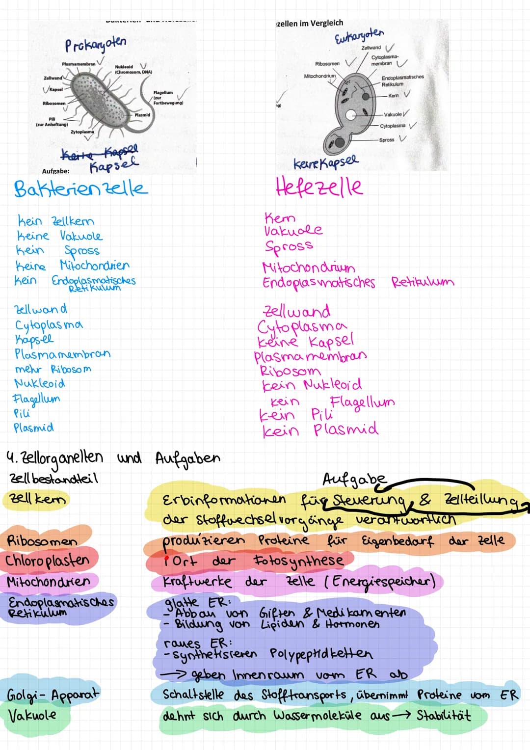1. Aufbau einer zelle
Endoplasmatisches
Retikulum
Chloroplasten
Mitochondrium
Biologie Zusammenfassung
Golgi-Apparat
Nur
Ribosomen haben.
2.