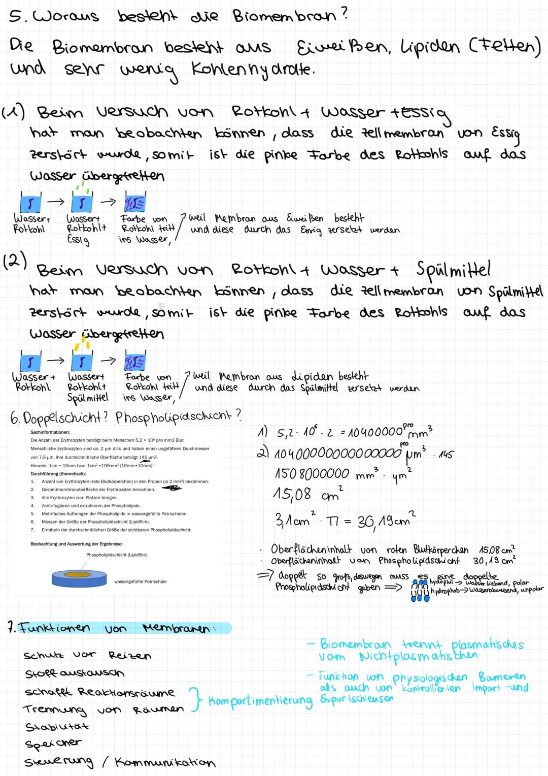 1. Aufbau einer zelle
Endoplasmatisches
Retikulum
Chloroplasten
Mitochondrium
Biologie Zusammenfassung
Golgi-Apparat
Nur
Ribosomen haben.
2.