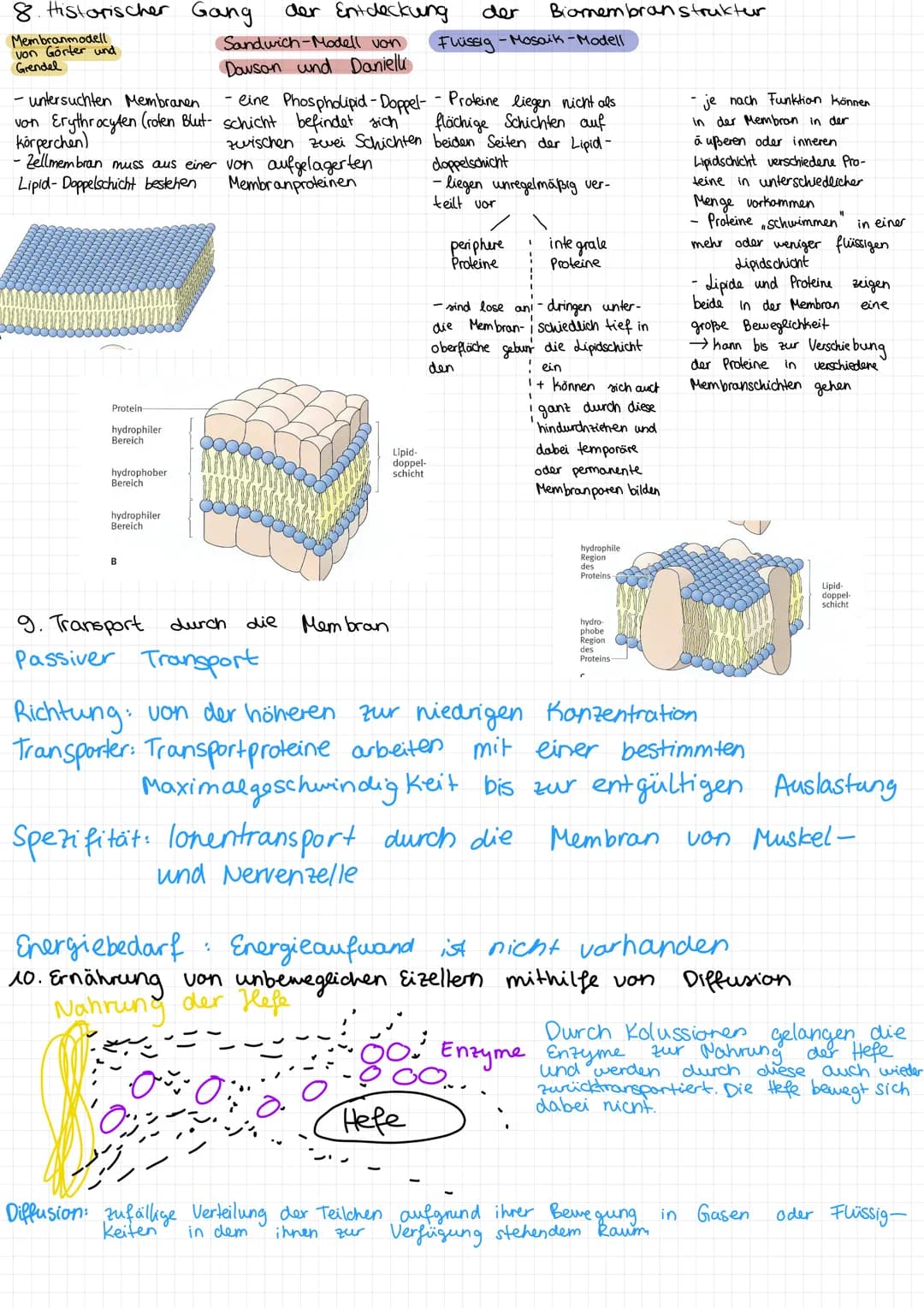1. Aufbau einer zelle
Endoplasmatisches
Retikulum
Chloroplasten
Mitochondrium
Biologie Zusammenfassung
Golgi-Apparat
Nur
Ribosomen haben.
2.