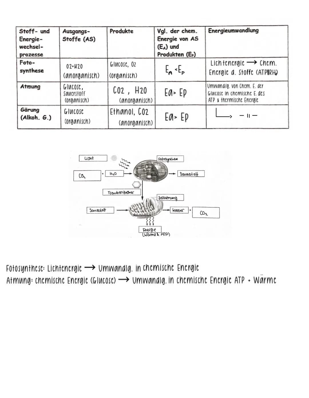 =
Aufnahme von Stoffen und Energie aus der Umwelt, ihre Umwandlung in den Korperzellen sowie die Abgabe von Stoffen und Energien an die Umwe