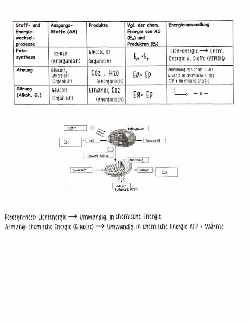 =
Aufnahme von Stoffen und Energie aus der Umwelt, ihre Umwandlung in den Korperzellen sowie die Abgabe von Stoffen und Energien an die Umwe