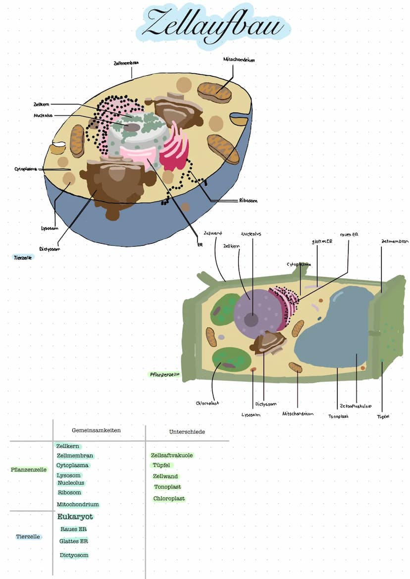 bestehen
Organismen:
Apfelbaum
Kieselalge
Elefant
Albert Einstein
Wasserstoff
Organismus
L größte Organisationsebene
Stickstoff
Organe:
Blüt