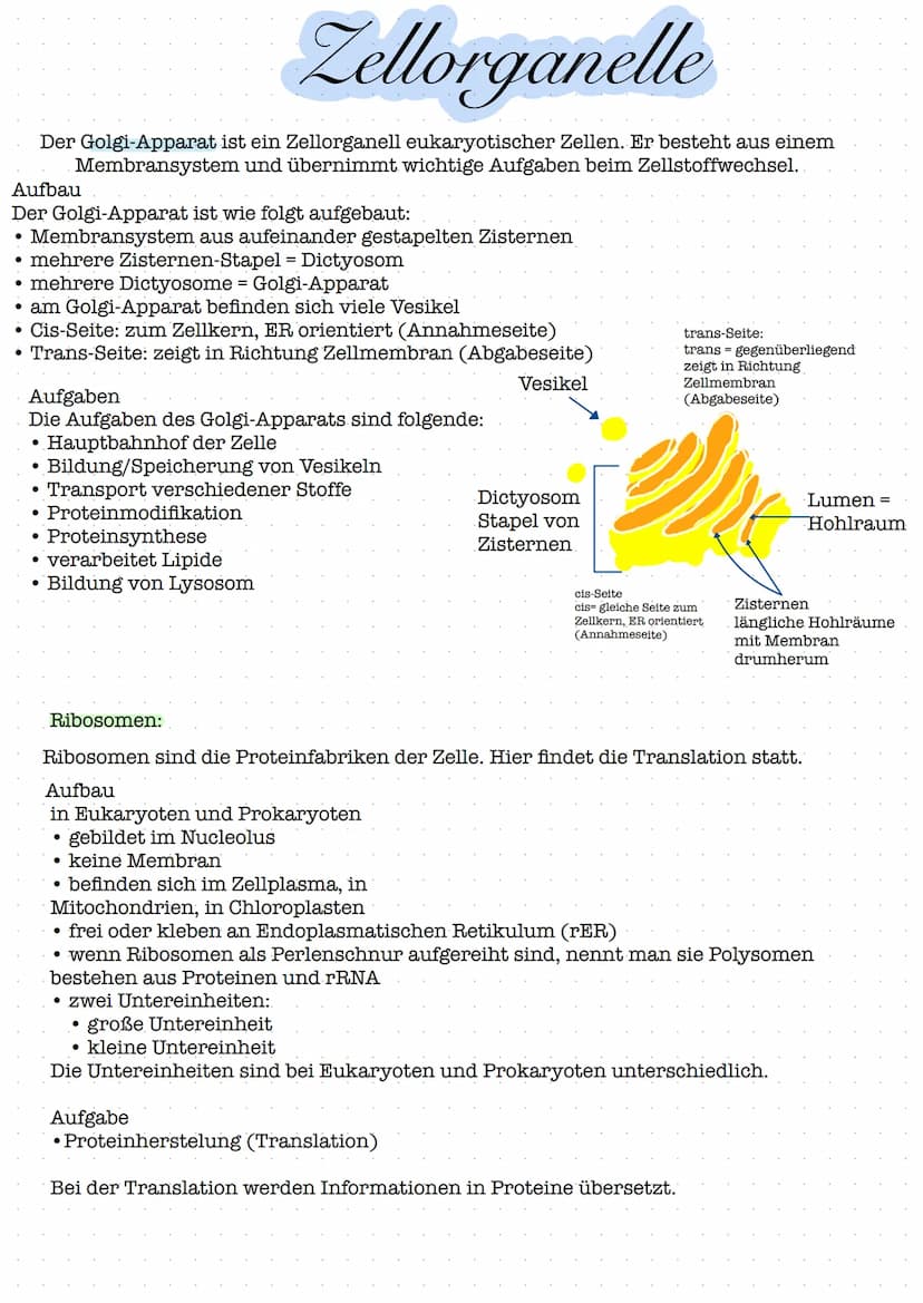 bestehen
Organismen:
Apfelbaum
Kieselalge
Elefant
Albert Einstein
Wasserstoff
Organismus
L größte Organisationsebene
Stickstoff
Organe:
Blüt