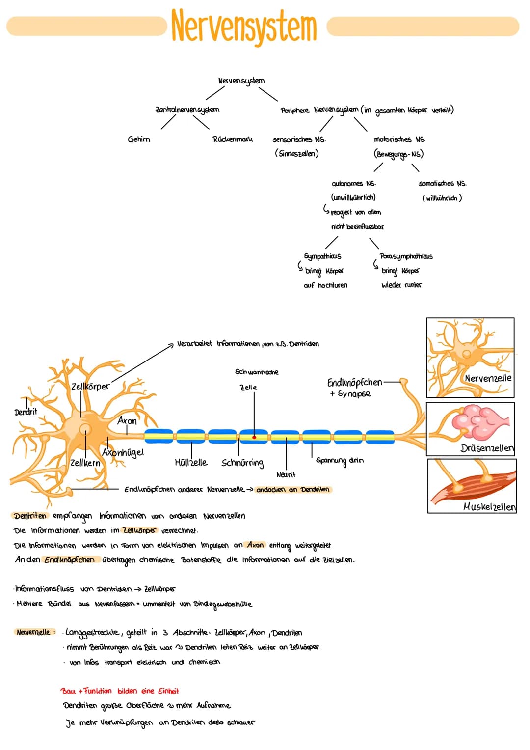 Dendrit
Zellkörper
Zellkern
Gehirn
Axon
Nervensystem
Axonhügel
Nervensystem
Zentralnervensystem
Rückenmark
Schwannsche
Zelle
Verarbeitet Inf
